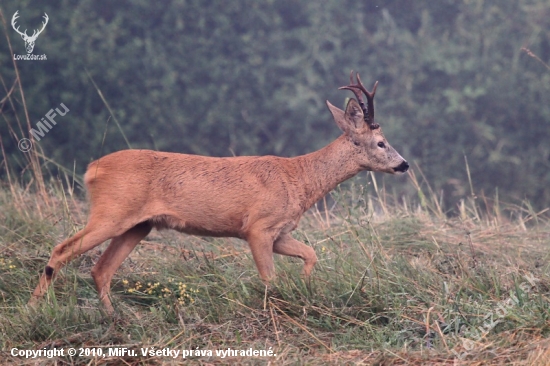 Srnček (Capreolus capreolus)