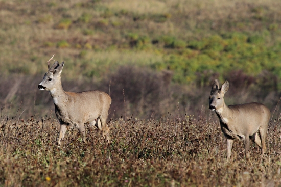 ... jeden zhodený...