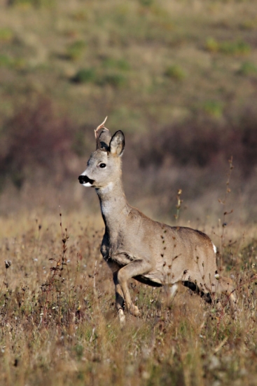 Srnček (Capreolus capreolus)