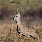 Srnček (Capreolus capreolus)