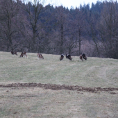 mufloní