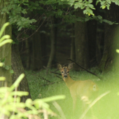 vytlučený I věk.tř