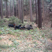 postřelený lončák