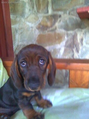 Dobrý deň.Som hrubosrstý jazvečík Daky.Nie,niesom smutný, len ma prvykrát fotia.