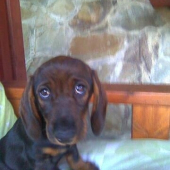 Dobrý deň.Som hrubosrstý jazvečík Daky.Nie,niesom smutný, len ma prvykrát fotia.