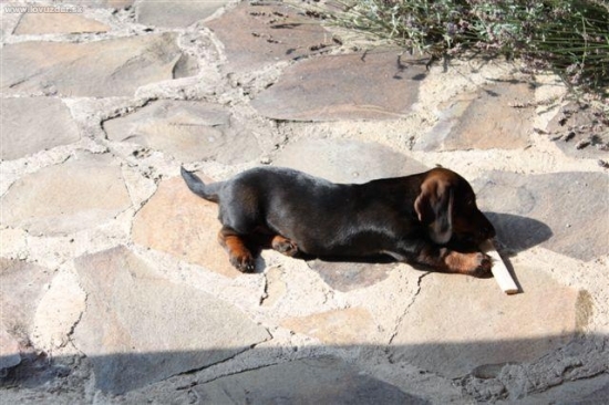 Hmmm... viac by mi chutila nejaká kostička, ako drievko.