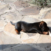 Hmmm... viac by mi chutila nejaká kostička, ako drievko.