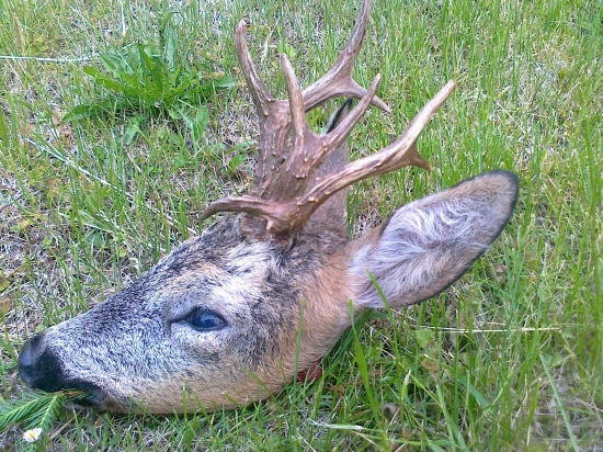 Úspěch našeho hosta