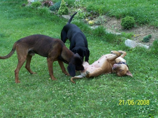 tak co chalani idete polovat alebo....