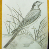 motacila alba