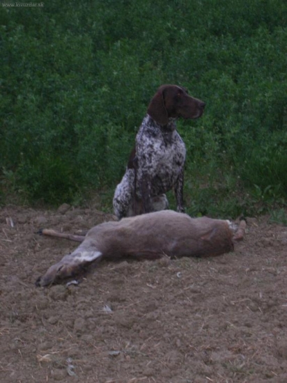 Don vom Brettenbach-úspešná dohľadávka
