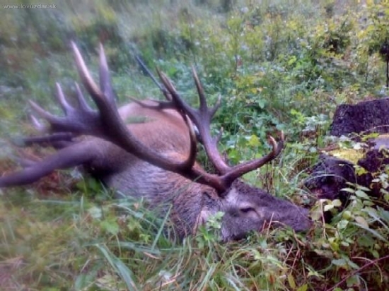 jeleň z Levočských vrchov