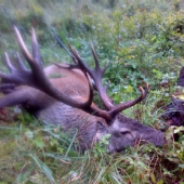 jeleň z Levočských vrchov