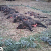SD November 2011