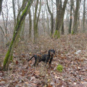 Toro spod Kunovej