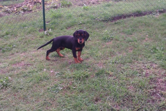 Daja z evkinho dvora