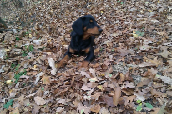 Daja z Evkinho dvora