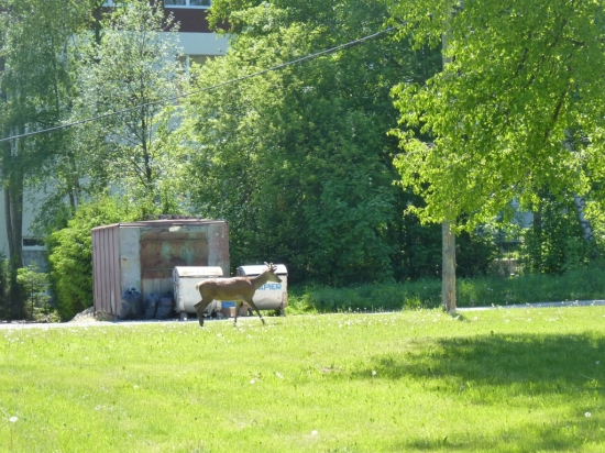 Na poobednajšej špacirke cez Tatr. Lomnicu
