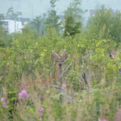 Mladoch v rúbanisku
