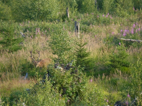 Jelen v lyku