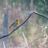 červienka obyčajná