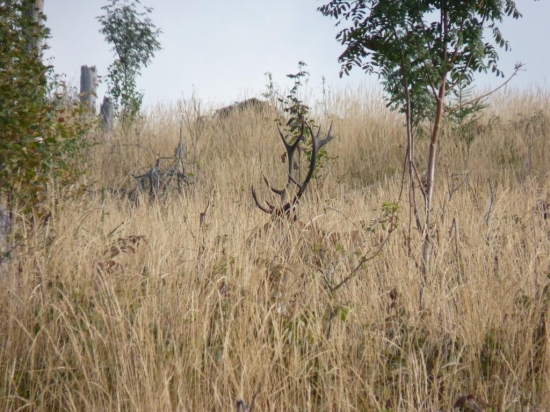 Ako že to nazývate ?? suché konáre :)