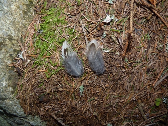 Môžu to byť pierka hluchána ?