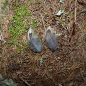 Môžu to byť pierka hluchána ?