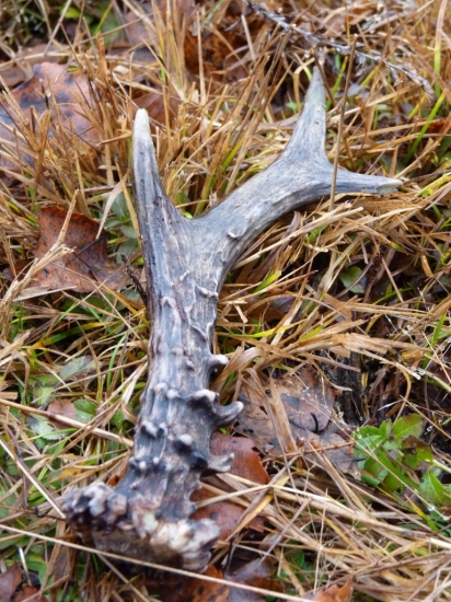 Môj prvý parožtek