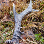 Môj prvý parožtek