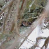 Odpočinok jariabka v skalnej stene