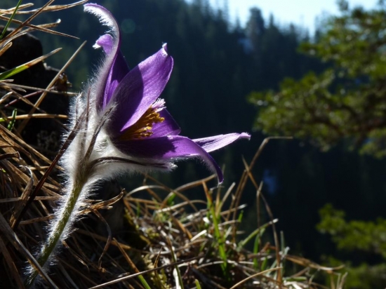 Poniklec v protisvetle