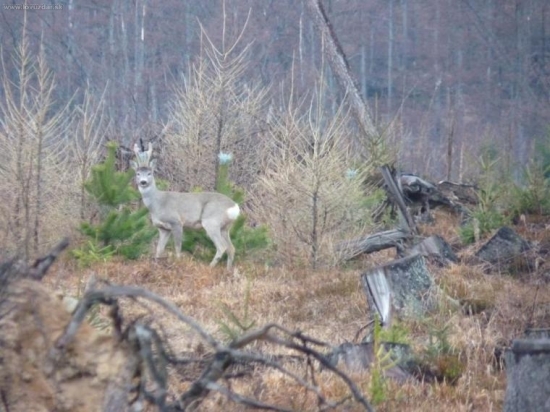 dnes-srncek s nevytlcenym parozim
