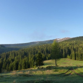 Na královej holi stojí strom zelení...