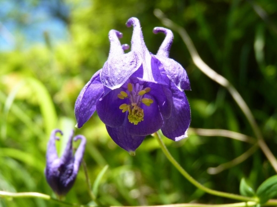 neviem aký je to kvet,ale je krásny