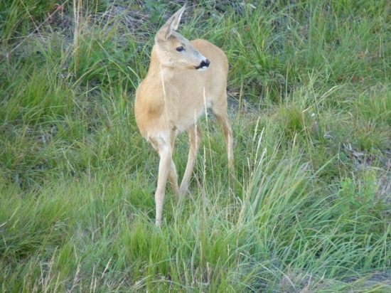 Povabná pani