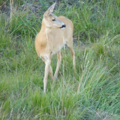 Povabná pani