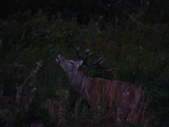 Ruja je už pred dverami
