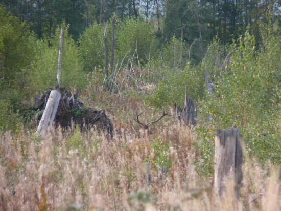 Konečne sa ukazal jelenisko