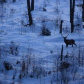 Krasavec v sniežiku