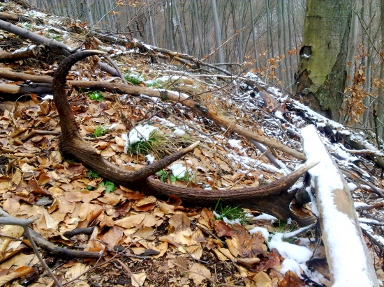 ked sa poštastí .č.1