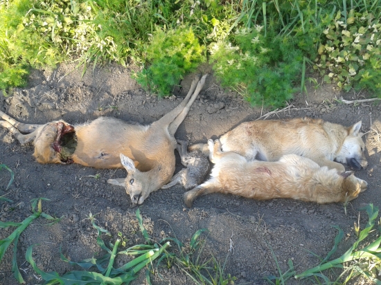 Neskoro, ale predsa...