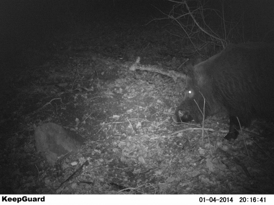 este hlada svinky...