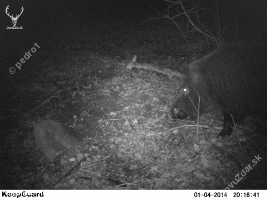 este hlada svinky...