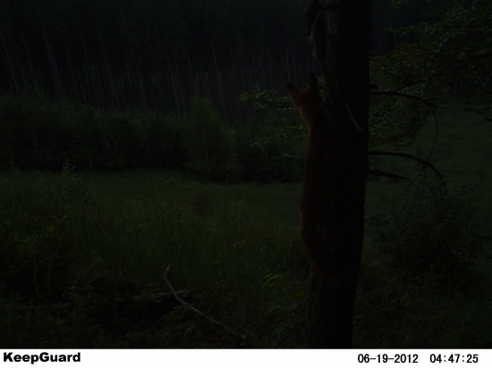 nie medvede lozia po stromoch, ale lisky