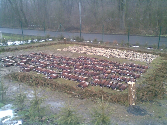 430 bažantov na výrade