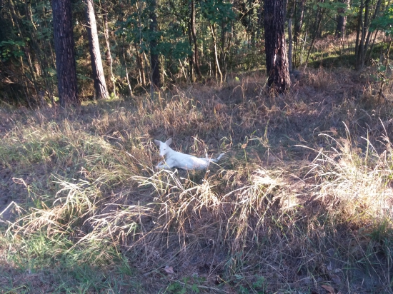 Albín  Posledné chvíle po havárii (zlomena chrbtica) nájdený  na okraji lesa