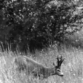 fotka s albumu od  B.Hanaka