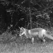 Líška- fotka s albumu  od B.H.