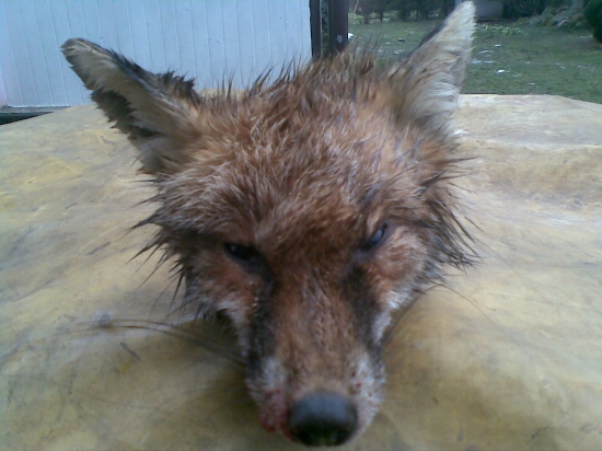 Dnešný lišiak -škoda ho tam nechat-zrazený